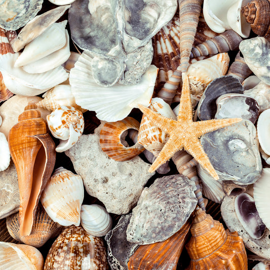 Shells Closeup 12x12 Patterned Vinyl Sheet