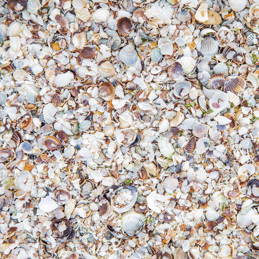 So Many Seashells 12x12 Patterned Vinyl Sheet